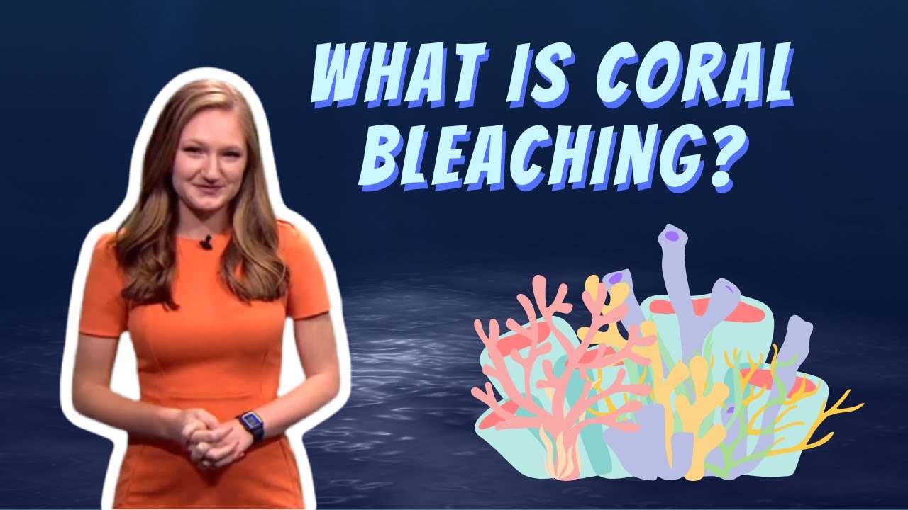 WHY ARE CORALS TURNING WHITE?
