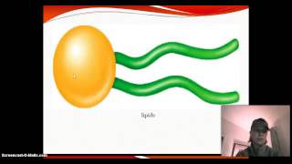 macromolecule chart