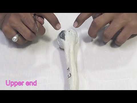 humerus bone anatomy | side determination  | parts | attachments | Applied Anatomy
