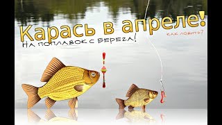 Когда и где в москве клюет карась ранней весной