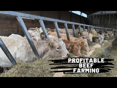 , title : 'Profitable Beef Production… How we put beef on your table.'
