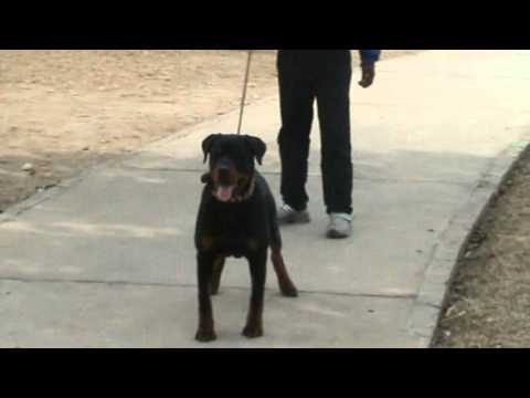 Hondo vom Kummelsee 2.mp4