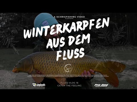 Fluss-Vlog 16 -  Winterkarpfen aus dem Fluss fangen - Karpfenangeln im Fluss im Winter 2024 neu