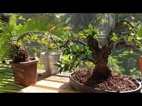 My Bonsai Garden - One Year Progress