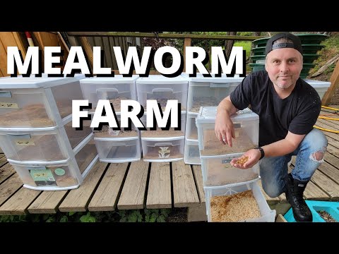 , title : 'How to Start Your Own Meal Worm Farm // After 6 MONTHS // LIVING OFF THE LAND (Part 3)'