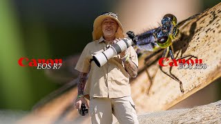 Canon crop sensor body shootout - damselflies. Canon R50, Canon R7 and RF 100-500mm lens