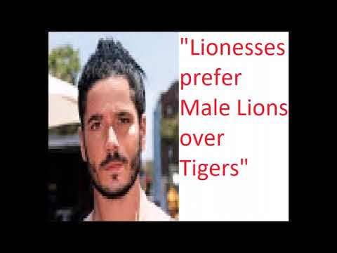 Tiger vs Lion - Lion Fanboys Say the Darndest Things Part 1