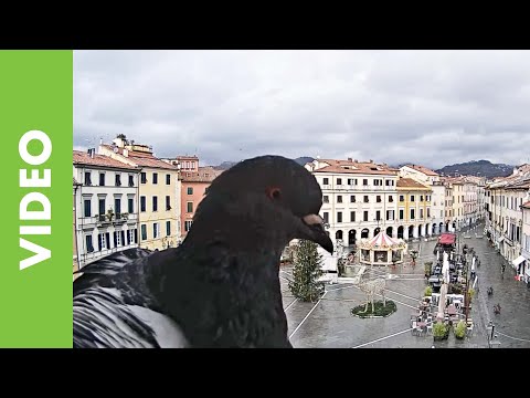 Piccione in webcam - Sarzana SP - 24 Dicembre 2021