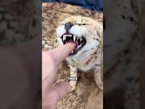 The Most Unreal Cat You’ll See Today #animals #savannah #cute