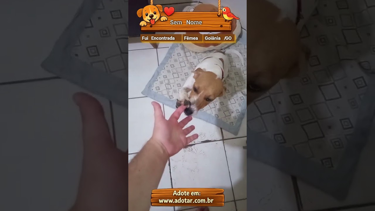 Cachorro raça SRD-ViraLata idade 1 ano nome Sem Nome