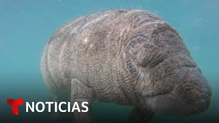 ¿Por qué se están muriendo los manatíes en la Florida? | Noticias Telemundo