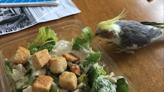 Salad Stealer