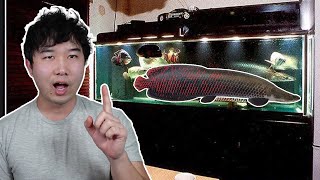 this fish needs a smaller tank | Fish Tank Review 209