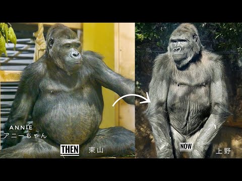 About Gorilla ANNIE's flat belly & her scars bitten by GENTARO | UENO ZOO