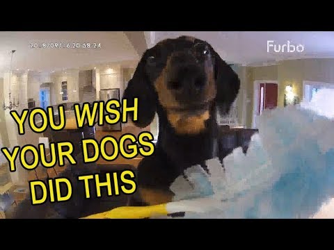Funny Dogs Home Alone! Caught on Furbo Dog Camera!
