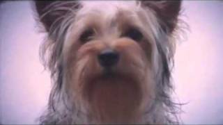 Beirut - Santa Fe (Video)