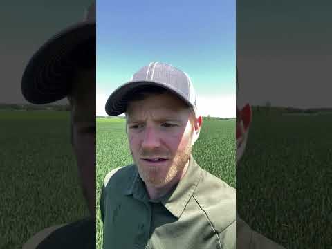 Do you know when to do your T3 fungicide? #seriousaboutwheat #thewheatteam #wheatteamtalks