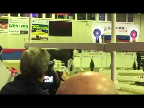 HP Valentino (Vitalis x Apache x Furst Romancier)