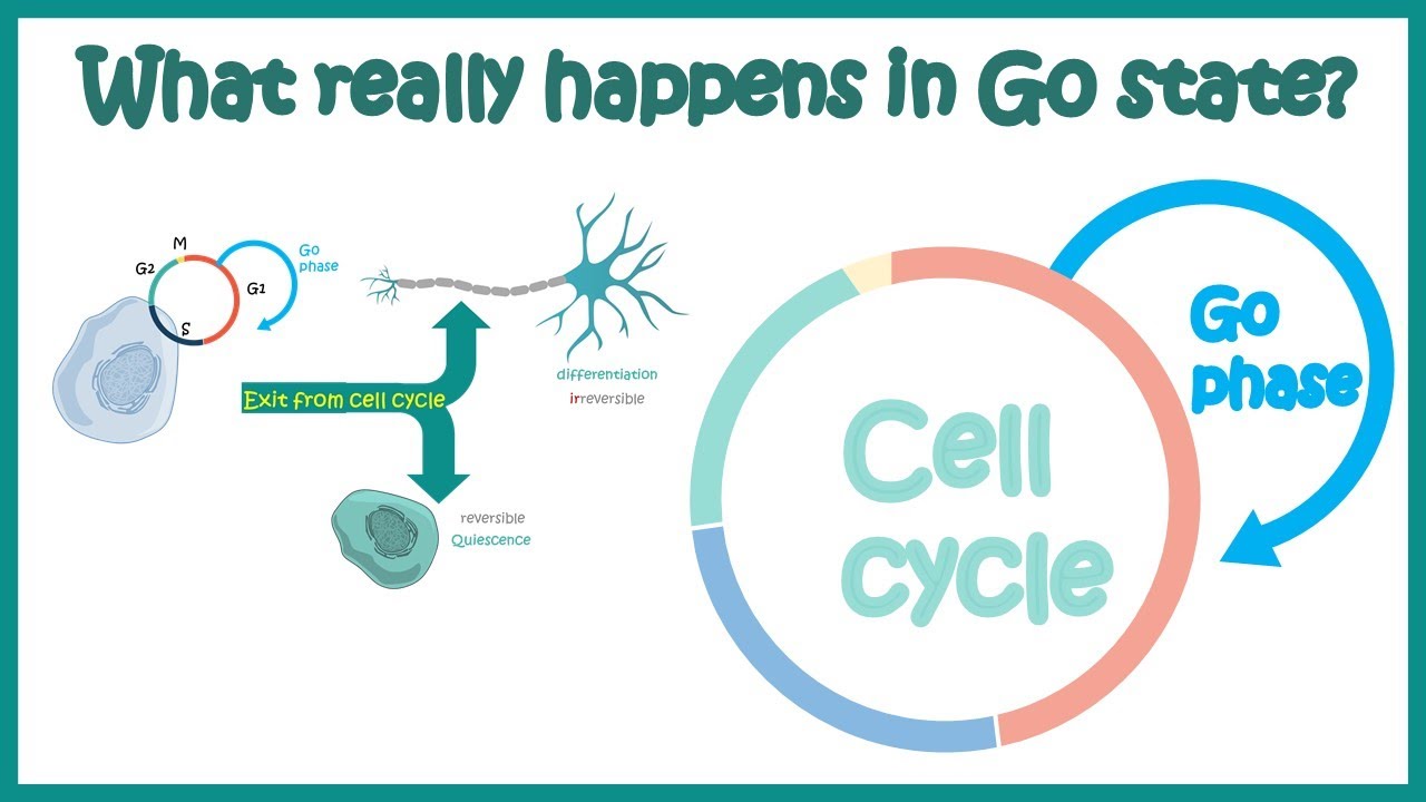 Why do some cells stay in the G0 phase?