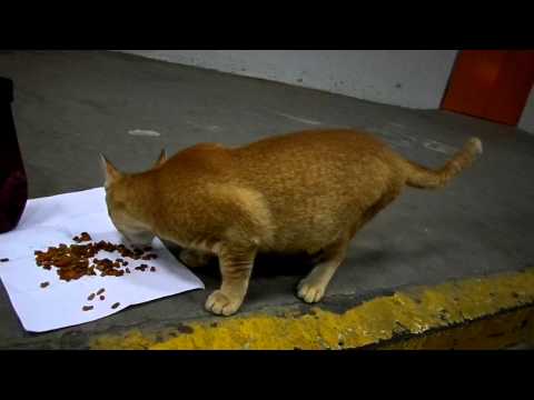 Superstar Celebrity Kurt Tay has a''Buddha Heart'',saves cat on 1 October 2014(P5)