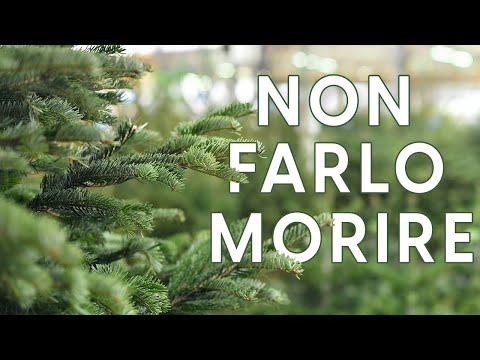 Prendersi cura dell'albero di Natale durante e dopo le feste 🎄