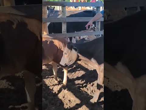 gado a venda região de Estrela de Alagoas