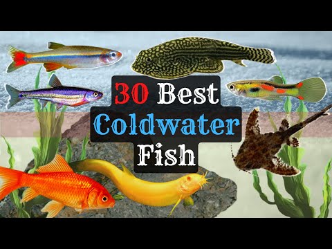 Coldwater Aquarium Fish: 30 Species to Consider