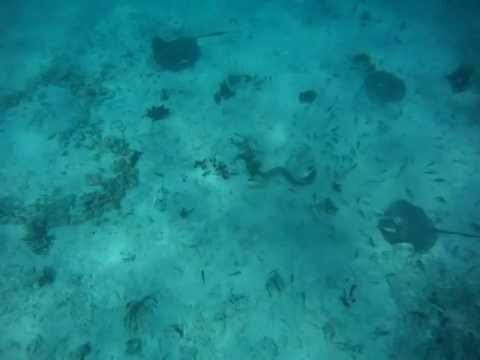Sting rays battle moray eel.MP4