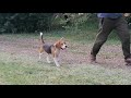 Beagle welpen kaufen