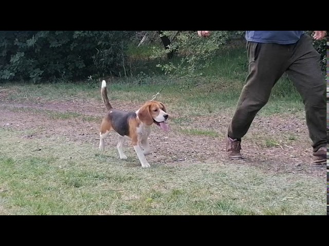 Beagle cachorro en venta