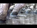 Otter Eats Bullfrog