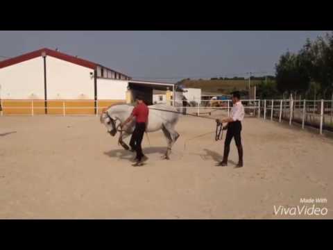 Cabriola Fandango con Juan José Verdugo en Torrecortijo