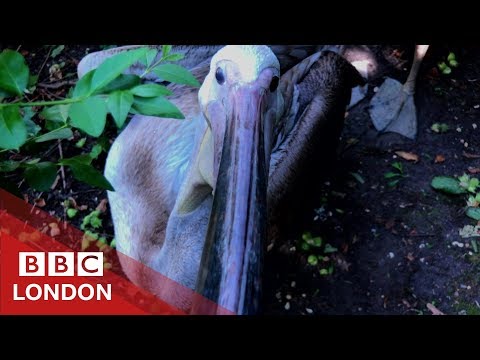 The pelicans of St James’s Park - BBC London