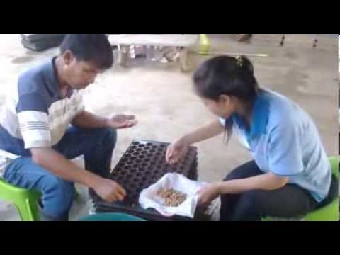 Cocks ใหญ่และสาวน้อยโป๊ออนไลน์ กระเจี๊ยวใหญ่ในตูดเล็กหนุ่มสาว