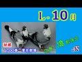 hiroshima； 鳩 勉強会 l 10月 ♦ 8月生まれのbreeder・候補鳩 ♦