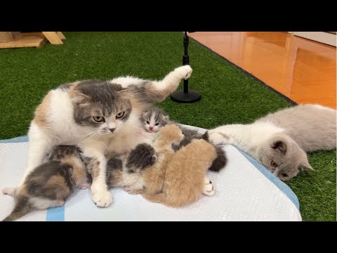 The kitten teases the nursing mother cat.