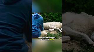 This Man Freed A She-Wolf From A Trap, And What Happened Next Shocked The World. Part 2