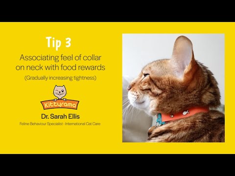 Got a cat that doesn't like to wear a cat collar? Here's how to help them get used to one