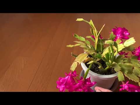 クリスマスサボテンの肥料は何ですか？シュルンベルジェラの花を作るためにいつ、どのように使用するのですか?  庭園
