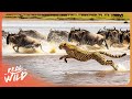 WILD SERENGETI Big Cats Of The Serengeti 4K