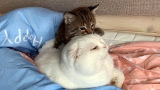 РЫСЕНОК УЧИТСЯ ИГРАТЬ С КОТОМ
