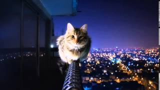 Un Gato en la Oscuridad - Danny Rivera