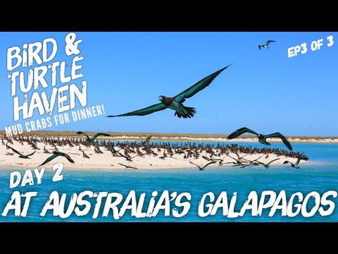 Ep3  Is this Australia's Galapagos? Kimberley, WA's best-kept secret:  fish, bird & turtle haven