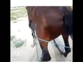 Animal Sex