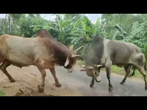 , title : 'Bulls fight on the village road and villagers role'