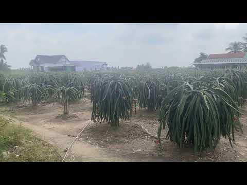 Dragon fruit farm in Binh Thuan Province