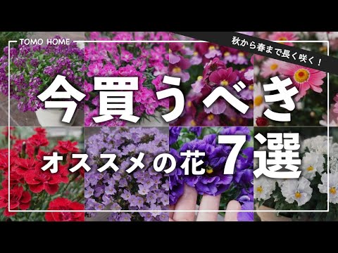 雪の庭で育つシクラメンの花、冬に強い、冷たい霜、素朴な