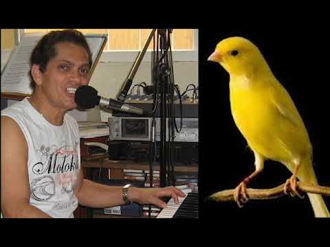 Canário Do Reino - Jovi Barboza