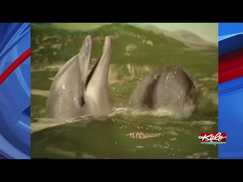 Flashback Friday: Rapid City marine life in 1993