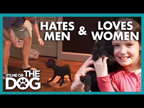 Aggressive Toy Poodle Hates Men | It’s Me or The Dog